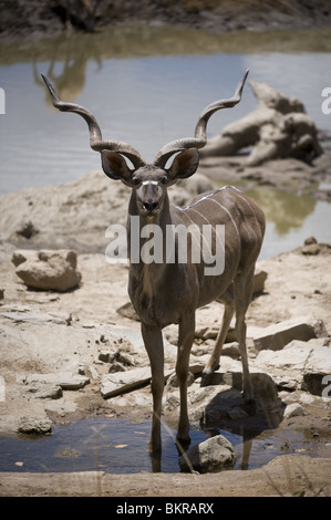 Kudu auf Hobatere Wasserloch, Namibia. Stockfoto