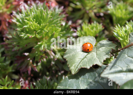 Ein Marienkäfer auf einem Blatt sitzen. Stockfoto