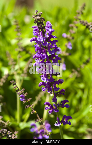 Salvia Pratensis, violett, Frühling, Blumen, Wiese Muskatellersalbei, Lamiaceae, Salbei, Szalwia Lakowa, Stockfoto