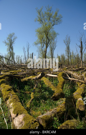 Moos bedeckt umgestürzte Bäume in einem Wald Stockfoto