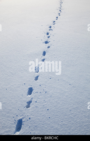 Hundespuren auf frischem Neuschnee im Winter, Finnland Stockfoto