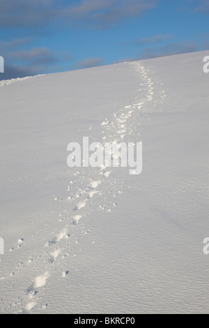 Hundespuren auf Schnee am Hang, Finnland Stockfoto