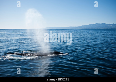 Buckelwal vor der Küste von Santa Barbara, Kalifornien Stockfoto