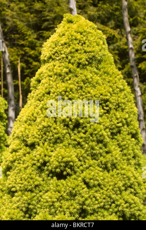 Picea Glauca Conica, Zwerg Kegel Fichte, Rainbow es End, Tannenbäumen, Nahaufnahme, Zwerg Alberta Fichte, Kanada, Nordamerika, Swierk Stockfoto