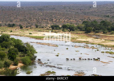 Afrikanische Elefanten im Olifants River in Südafrika Stockfoto