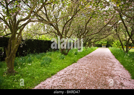 Blütenblatt übersäten Weg im Frühjahr, The Regents Park, London, Vereinigtes Königreich Stockfoto