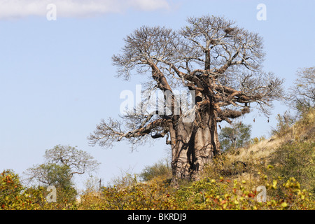 Baobab-Baum, Kruger National Park, Südafrika Stockfoto