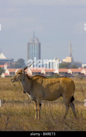 ELAND (Tauro Oryx) mit Nairobi Stadt im Hintergrund, Nairobi-Nationalpark, Kenia Stockfoto