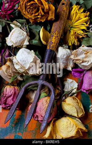 Garten-Werkzeug und alte Rosen Stockfoto