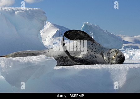 Leopard seal Hydruga Leptonyx liegen auf Packeis in Paradise Bay, antarktische Halbinsel, Antarktis Stockfoto