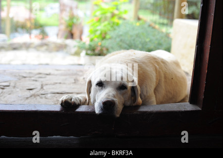 Labrador Hund liegend mit Kopf und Pfote vor.   Bogota Stockfoto