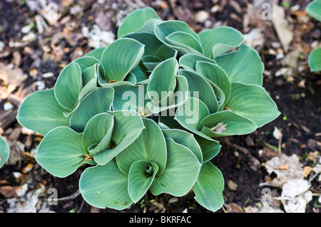 Hosta Blue Mouse Ohren, Wegerich Lily Hostaceae Stockfoto