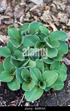 Hosta Blue Mouse Ohren, Wegerich Lily Hostaceae Stockfoto