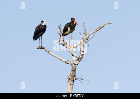 Schwarzstorch und wollig necked Storch Stockfoto