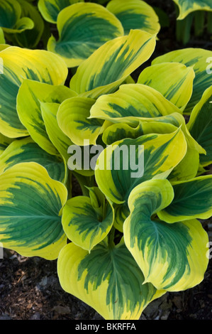 Gelb grüne Blätter der Hosta breiter Krempe, Hostaceae, Wegerich Lilie Stockfoto