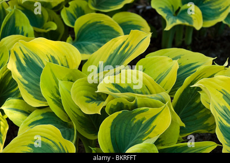 Leuchtend gelb-grüne bunte Blätter von Hosta Wide Crem, Hostaceae, Kochbananen Lilie. Üppiges Zierlaub in einem Garten. Stockfoto