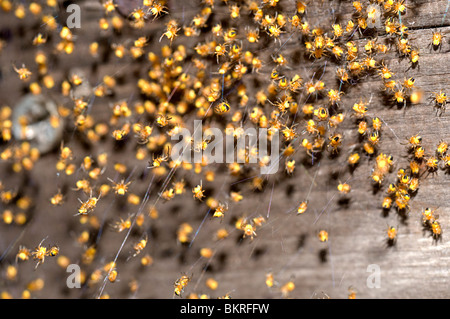 ein 1000 Goldene Spinnen Stockfoto