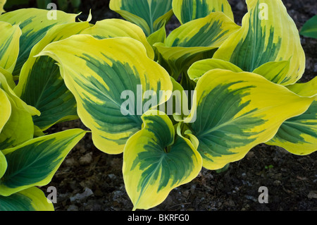 Gelb grüne Blätter der Hosta breiter Krempe, Hostaceae, Wegerich Lilie Stockfoto