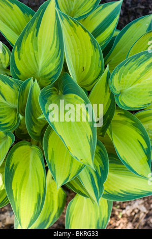 Leuchtendes gelbes und grünes buntes Laub von Hosta June, Hostaceae, Kochbananen-Lilie. Nahaufnahme von schönen dekorativen Gartenpflanzen-Blättern. Stockfoto