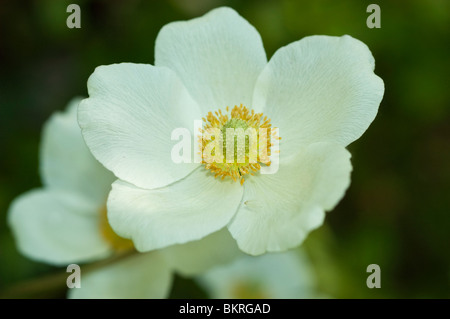 Anemone Sylvestris, weiße Blüten, gemeinsame Buschwindröschen, Wald driftet, Wildblumen, Butterblume, Frühling Stockfoto