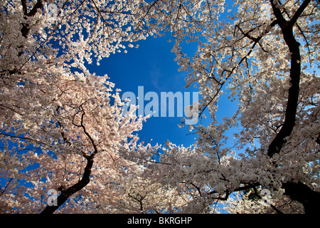 Obenliegenden Baldachin von Kirschblüten Baum am Tidal Basin in Washington DC USA Stockfoto