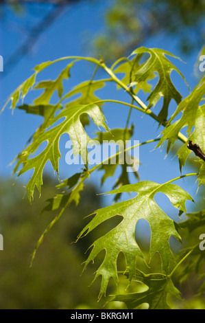 Hellgrüne Blätter einer scharlachroten Eiche, Quercus coccinea, Fagaceae, vor einem klaren blauen Himmel in den USA, Nordamerika. Stockfoto