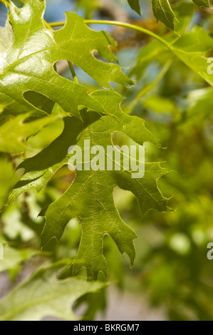 Scarlet Oak, Quercus Coccinea, Fagaceae, USA, Nordamerika, dab szkarlatny Stockfoto