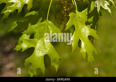Nahaufnahme der hellgrünen Blätter der Scarlet Oak (Quercus coccinea) im Frühjahr, Familie der Fagaceae, USA, Nordamerika. Dąb szkarłatny. Stockfoto