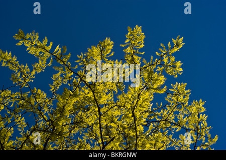 Scharlachrote Eiche (Quercus coccinea) hellgelb-grüne Blätter vor klarem blauem Himmel in den USA, Nordamerika. Das Laub des Stammbaums der Fagaceae. Stockfoto