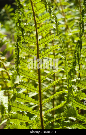 Dryopteris Crassirhizoma, Dryopteridaceae, Japan, Korea, Mandschurei, dick gedämpft Holz Farn, Nerecznica Stockfoto