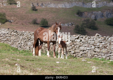 Fuchsstute schnüffeln ihr Fohlen neben einer getrockneten Steinmauer in den Brecon Beacons, Wales mit einer Heidelandschaft Gebirgshintergrund. Stockfoto