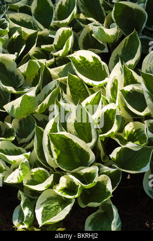Hosta Minuteman, Bantain Lily, Hostaceae. Nahaufnahme von verschiedenen grünen und weißen Blättern in einer Gartenumgebung mit üppigem Laub und Textur. Stockfoto