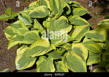 Hosta breiter Krempe, Bananen Lilie, Hostaceae Pflanze mit verschiedenen grünen und gelben Blättern, die in einem Gartenbeet wachsen. Stockfoto