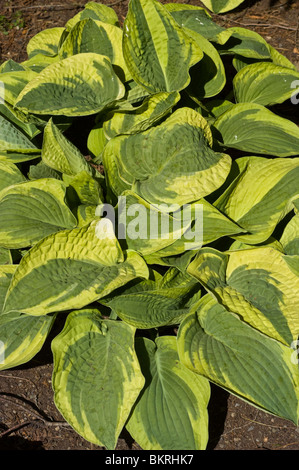 Üppige Hosta Wide Cream, Bananen Lilie, Hostaceae Pflanze mit verschiedenen grünen und gelben herzförmigen Blättern, die in einem Gartenbeet wachsen. Stockfoto