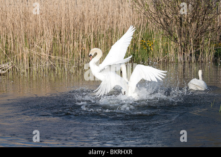 Zwei Höckerschwäne kämpfen mit Flügel ausbreiten und gewölbten Hals im Llangorse See in Wales. Stockfoto