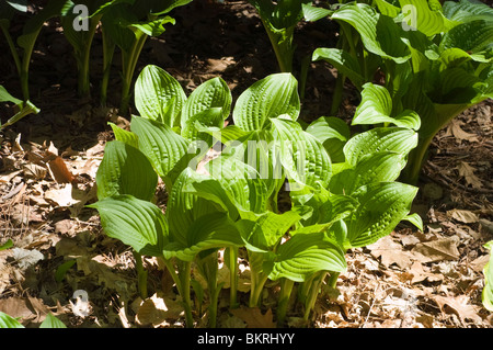 Hosta Royal Standard, duftenden Wegerich Lilie, Hostaceae Stockfoto