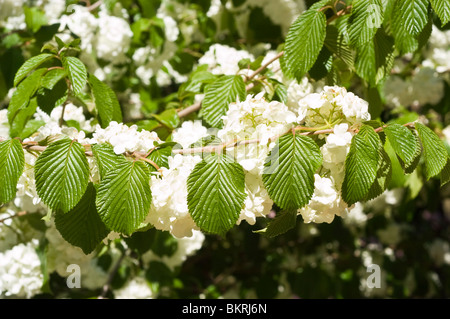 Viburnum plicatum var. Tomentosum 'Popcorn', japanischer Schneeballbusch. Nahaufnahme weißer Blüten und strukturierter grüner Blätter auf einem Zweig. Stockfoto