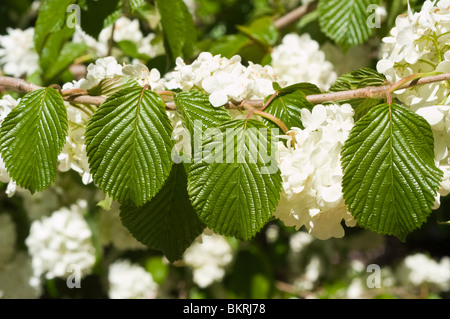 Viburnum Plicatum var Hornkraut Doublefile "Popcorn", Caprifoliaceae, Viburnum, japanische Snowball Bush Kalina, Japan, Korea, Stockfoto