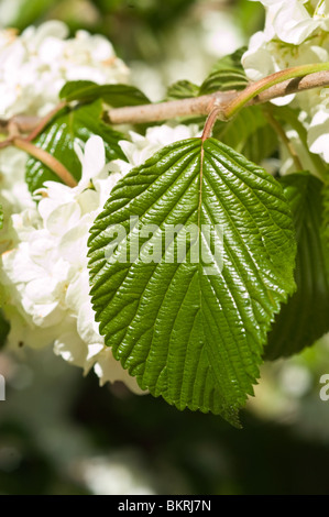 Viburnum Plicatum var Hornkraut Doublefile "Popcorn", Caprifoliaceae, Viburnum, japanische Snowball Bush Kalina, Japan, Korea, Stockfoto