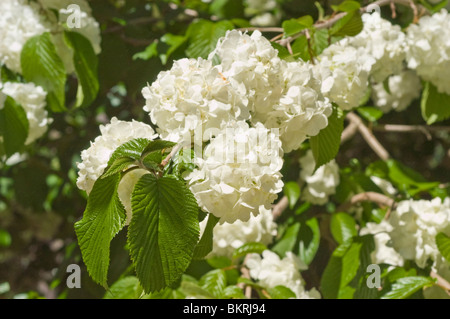 Viburnum Plicatum var Hornkraut Doublefile "Popcorn", Caprifoliaceae, Viburnum, japanische Snowball Bush Kalina, Japan, Korea, Stockfoto