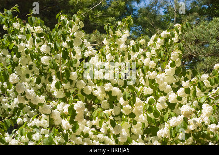 Viburnum Plicatum var Hornkraut Doublefile "Popcorn", Caprifoliaceae, Viburnum, japanische Snowball Bush Kalina, Japan, Korea, Stockfoto