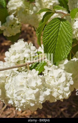 Viburnum Plicatum var Hornkraut Doublefile "Popcorn", Caprifoliaceae, Viburnum, japanische Snowball Bush Kalina, Japan, Korea, Stockfoto