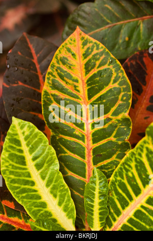 Codiaeum Variegatum, Croton Variegatum, bunte Croton, Garten Croton, Euphorbiaceae, Indien, Sri Lanka, Indonesien, Malaysia Stockfoto