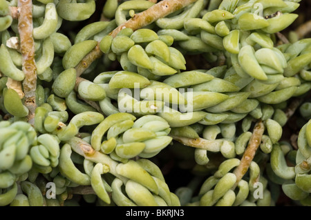 Burro tail, Esel Schweif, Sedum Morganianum, Crassulaceae, Mexiko, Honduras, Sukkulente Stockfoto