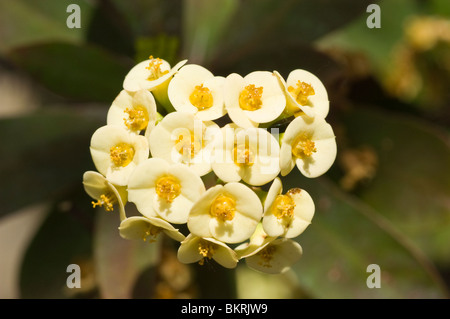 Krone von Dornen, Euphorbia Milii, blass, gelb, Blumen, Euphorbiaceae, Wilczomlecz Piekny, Korona cierniowa Stockfoto