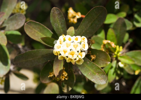 Krone von Dornen, Euphorbia Milii, blass, gelb, Blumen, Euphorbiaceae, Wilczomlecz Piekny, Korona cierniowa Stockfoto