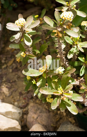 Krone von Dornen, Euphorbia Milii, blass, gelb, Blumen, Euphorbiaceae, Wilczomlecz Piekny, Korona cierniowa Stockfoto