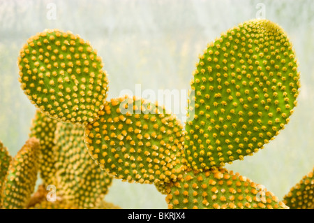 Nahaufnahme von Bunny Ear Cactus, Bunny Cactus, Polka-Dot Cactus (Opuntia Microdasys) mit gelben Glochiden auf grünen Pads. Stockfoto