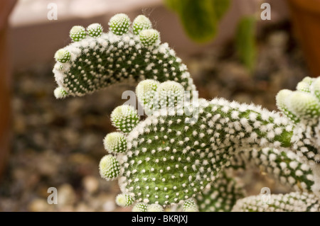 Hase Ohr Kaktus, Bunny Kaktus, Polka-Dot Kaktus, Opuntia Microdasys Albispina, Cactaceae Stockfoto