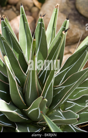 Königin Victorias Agave, Agave Victoriae-Reginae, Agavaceae Stockfoto